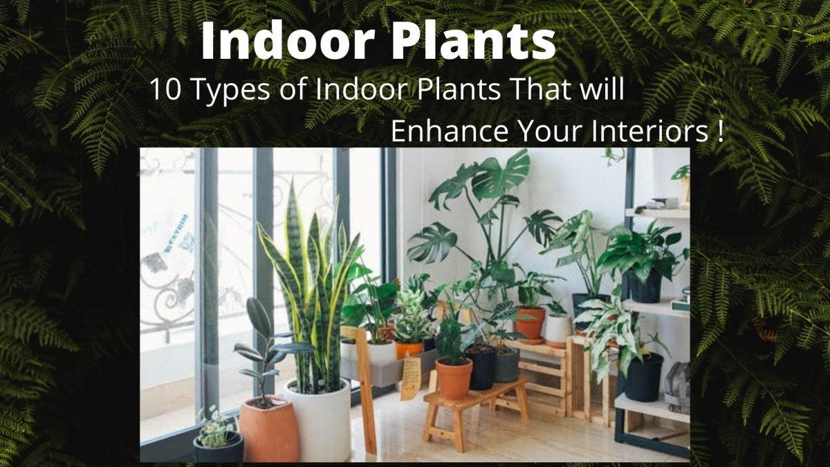 10 Types of Indoor Plants That will Enhance Your Interiors