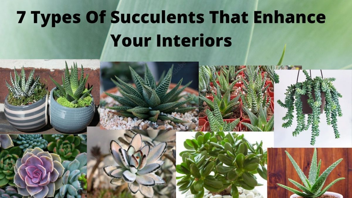 7 Types of Succulents That Enhance Your Interiors